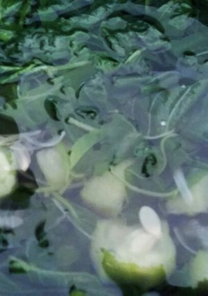 Foto resep Sayur Bayam Gambas