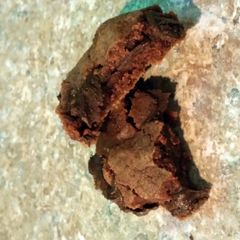 A picture of double chocolate chunk cookie.