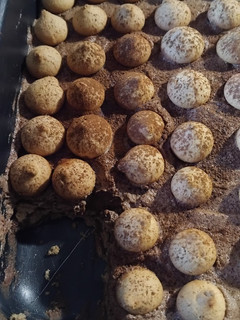 Una foto de 🎂 Tarta de galletas 🍪 y natillas de chocolate 🍫