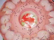 Gambar sirup leci susu