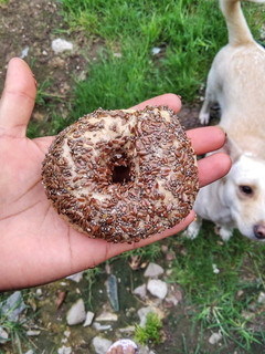 Una foto de Hoy hacemos Mini Bagels