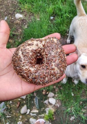 Una foto de Hoy hacemos Mini Bagels