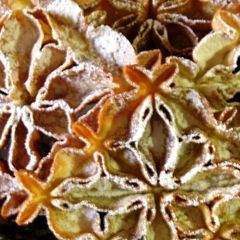 A picture of Khatoon (Nan) Panjereh (Persian Dessert).