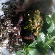 Tongkol goreng sambel ijo