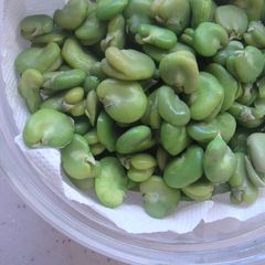 A picture of How to Boil Fava Beans or Broad Beans.