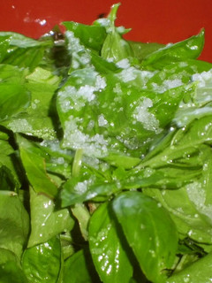 A picture of Beware of Fresh Leaves With Holes!.