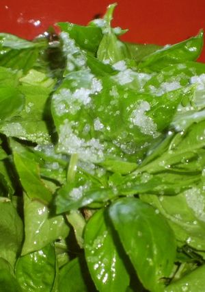 A picture of Beware of Fresh Leaves With Holes!.