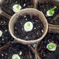A picture of Regrow store bought Chives.