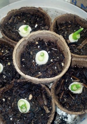 A picture of Regrow store bought Chives.