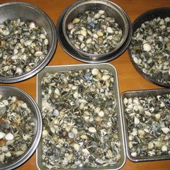 A picture of How to De-Sand and De-Salt Manila Clams.