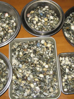 A picture of How to De-Sand and De-Salt Manila Clams.