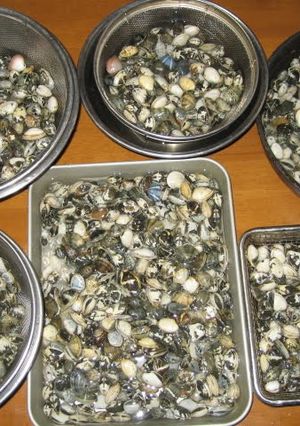 A picture of How to De-Sand and De-Salt Manila Clams.