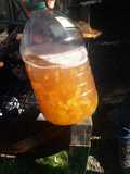 Ponche de Papaya de Cumbres