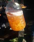 Ponche de Papaya de Cumbres