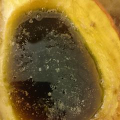 A picture of Butternut Squash Sweet Tooth.