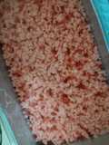 Puding Lumut