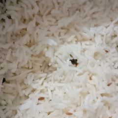 Rice A picture of Rice.
