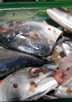 Foto resep 29. Marinasi Ikan Kembung Simple, Enak & Gurih