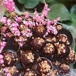 BOLA-BOLA COKLAT
