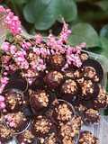 BOLA-BOLA COKLAT