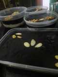 Roma kelapa dessert box