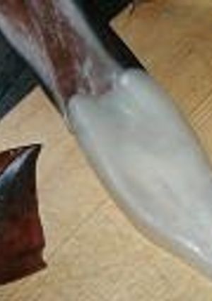 A picture of How to Skin a Japanese Squid.