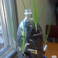 A picture of Onions in a bottle.