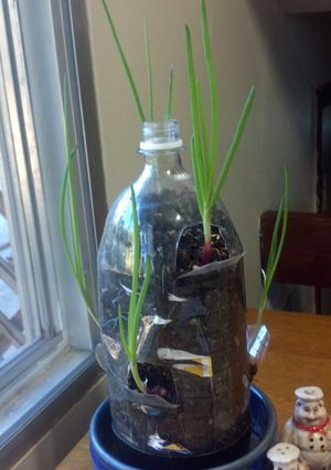 A picture of Onions in a bottle.