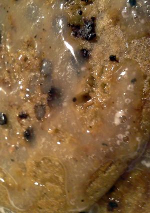 A picture of Espresso Chocolate Chip Pancakes.