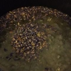 A picture of Herbal Simple Syrups.