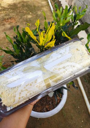 Foto resep Bolu gulung ekonomis