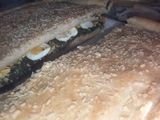 Torta de acelga (Pascualina)