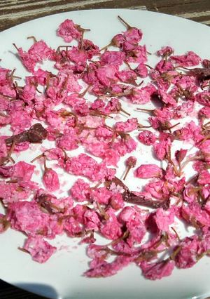 A picture of Pickled cherry blossom.