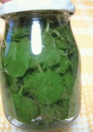 A picture of Mint Liqueur Fruit Wine Recipe No. 4.