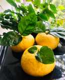 Bánh bao quả quýt