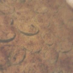 A picture of Mins Jalapeno Popper Casserole.