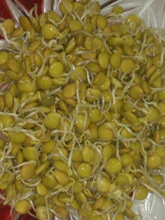 عکسی از دستور جوانه عدس