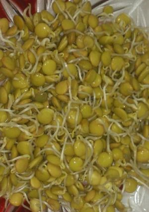 عکسی از دستور جوانه عدس