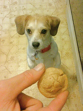 Recipe Millie&#39;s Mutt Muffins - dog treats the So Delicious Makes you drool