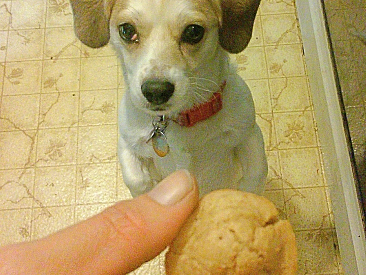 Recipe Millie's Mutt Muffins - dog treats the So Delicious Makes you drool