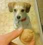 Recipe Millie&#39;s Mutt Muffins - dog treats the So Delicious Makes you drool