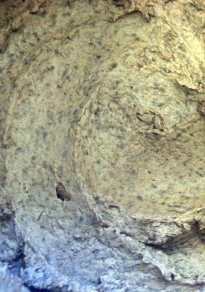 A picture of Black Bean Puree.