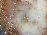 بسوسة بالقشطه والشعيرية