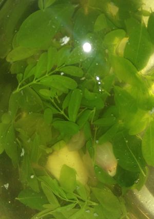 Foto resep Sayur bening daun Kelor