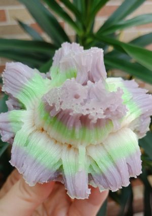 Foto resep Bikang mawar