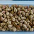 Kacang kfc