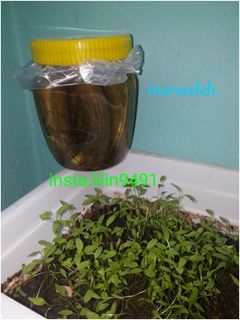 عکسی از دستور خیارشور مرسده❤