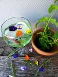 GIN Tónico Floral!