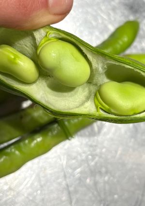 A picture of Broad beans snack (fava beans).