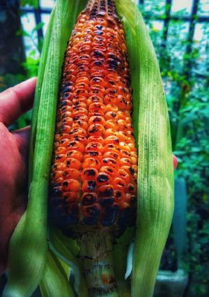 A picture of Charcoal Roasted Corn.